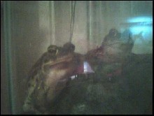 Siegfried "Siggy" and Roy