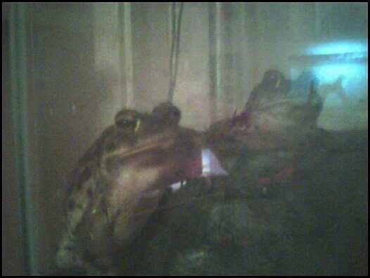Siegfried "Siggy" and Roy