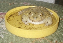 Couchii
