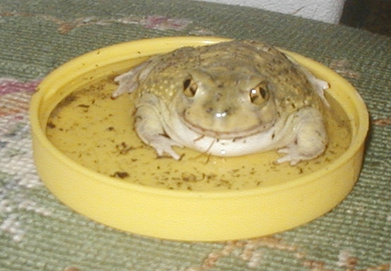 Couchii