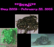 To my sweet Benji