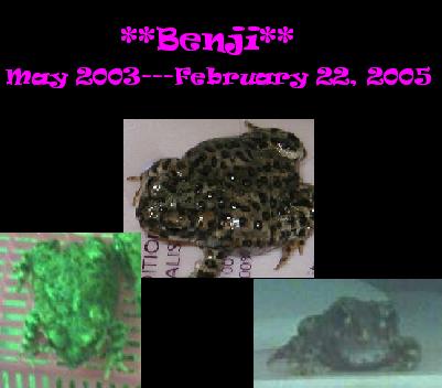To my sweet Benji