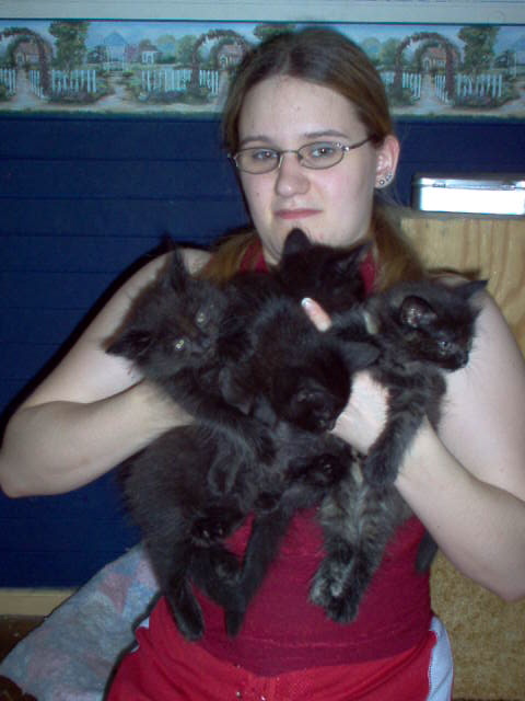 all 4 kitties
