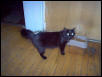 Emily Mommy Kitty