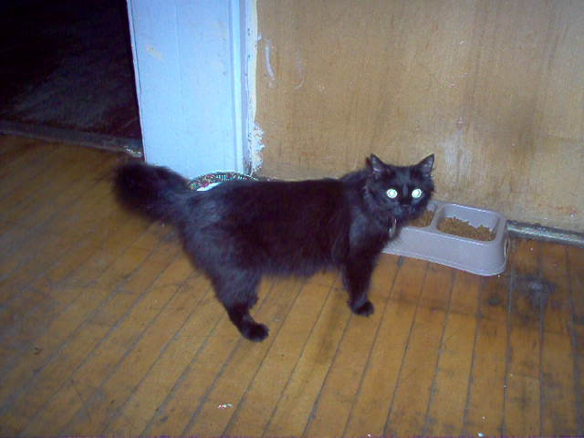 Emily Mommy Kitty