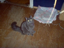 Spaz 2