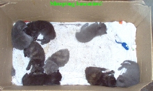 Emilys 8 new kittens