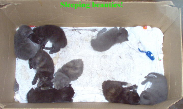Emilys 8 new kittens