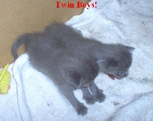 Gray boys