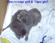 Gray/orange girl & tiger girl