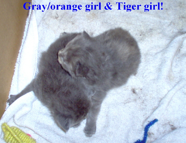 Gray/orange girl & tiger girl