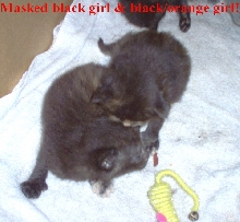 Masked blk/orange girl & blk/orange girl