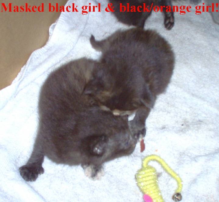 Masked blk/orange girl & blk/orange girl