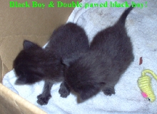 blk boy & dbl pawed blk boy
