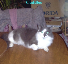 Cuddles