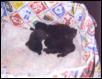 Emily's Baby's