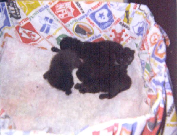 Emily's Baby's