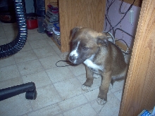 Shelby