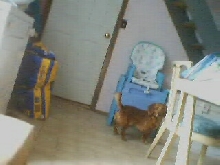 new dog