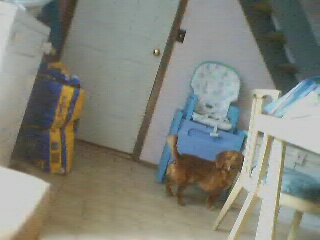 new dog