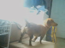 new dog 2