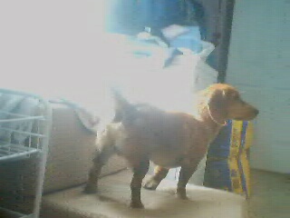 new dog 2