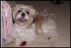 Happy Hallie is 2 years old!
