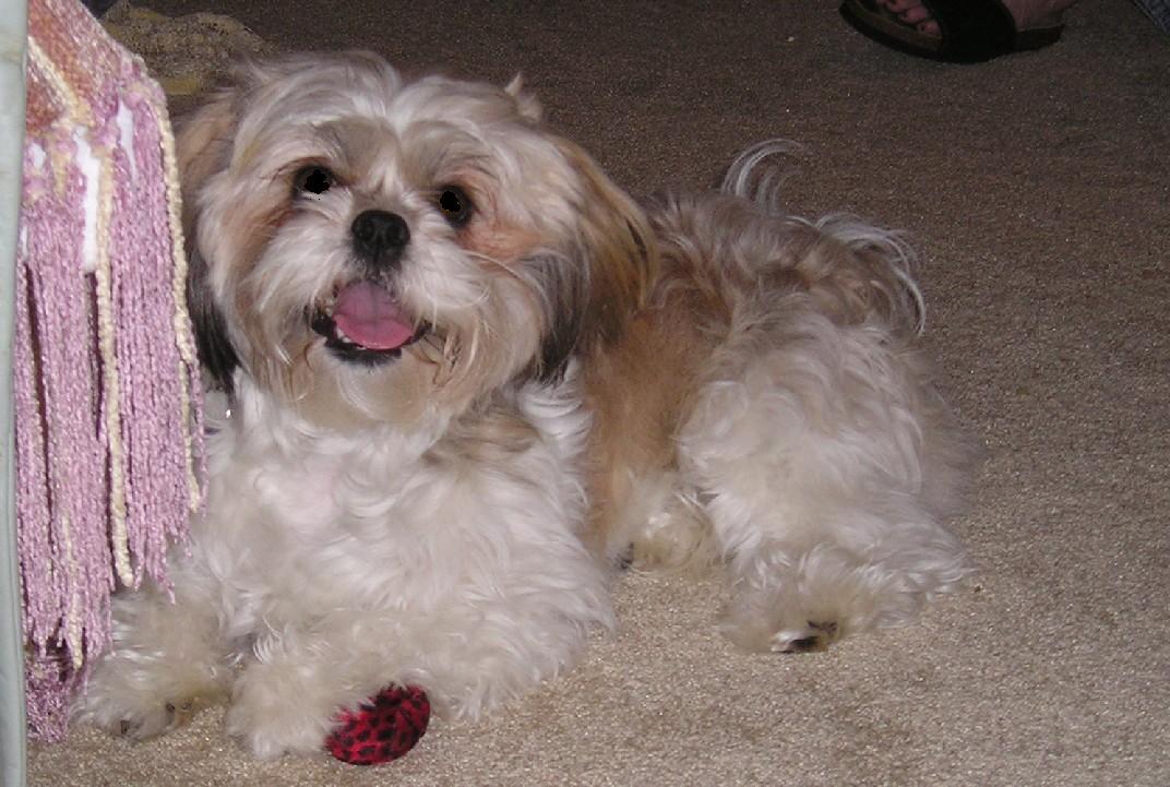 Happy Hallie is 2 years old!