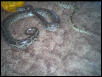 This is baloo, burmese python