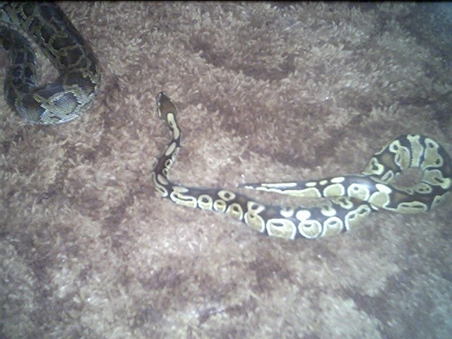 my baby bojangles