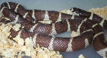 Female Chocolate Cal King