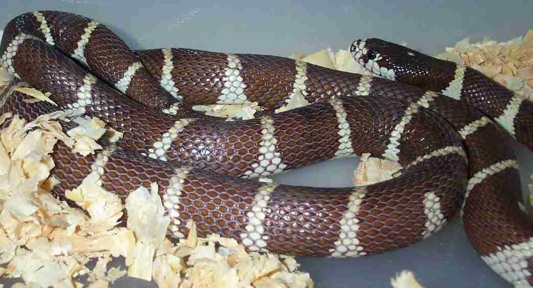 Female Chocolate Cal King