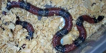 female nelsons milk snake
