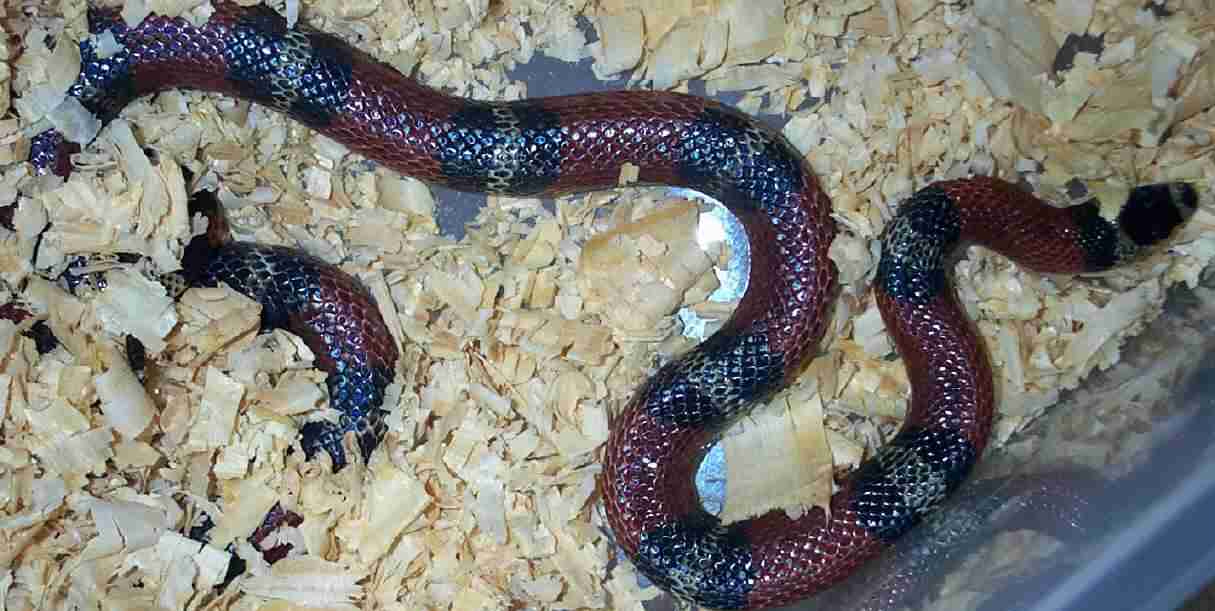 female nelsons milk snake
