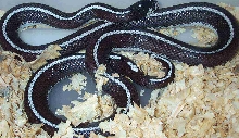 Female Striped Cal King