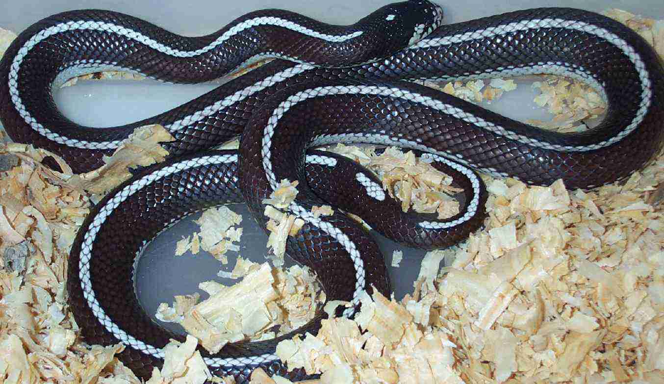 Female Striped Cal King