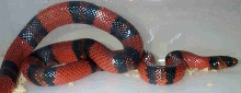 female tangarine honduran milk