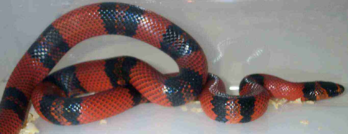 female tangarine honduran milk