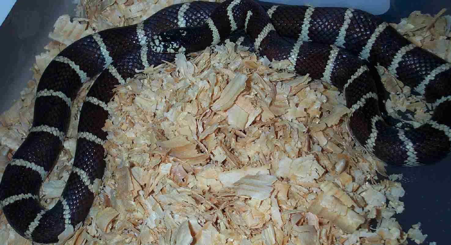 Male Chocolate Cal King