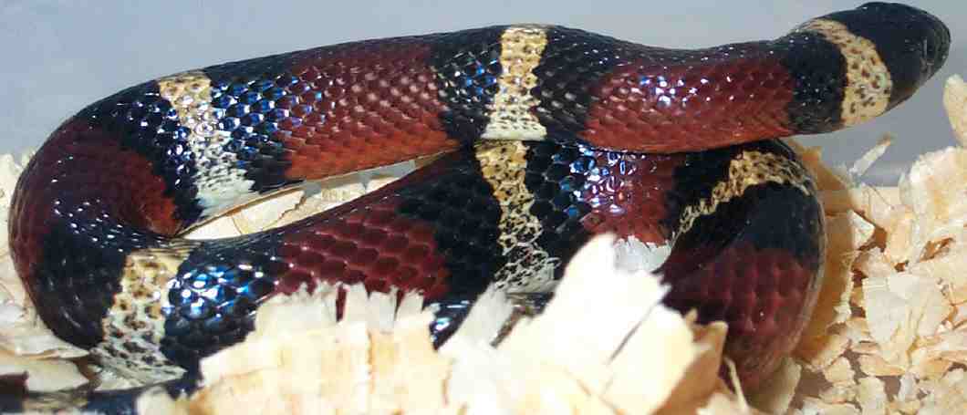 Male Nelsons Milk