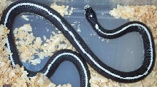 Male Striped Cal King