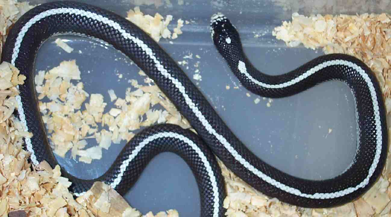 Male Striped Cal King
