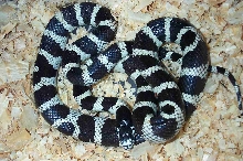 Desert Female Cal King