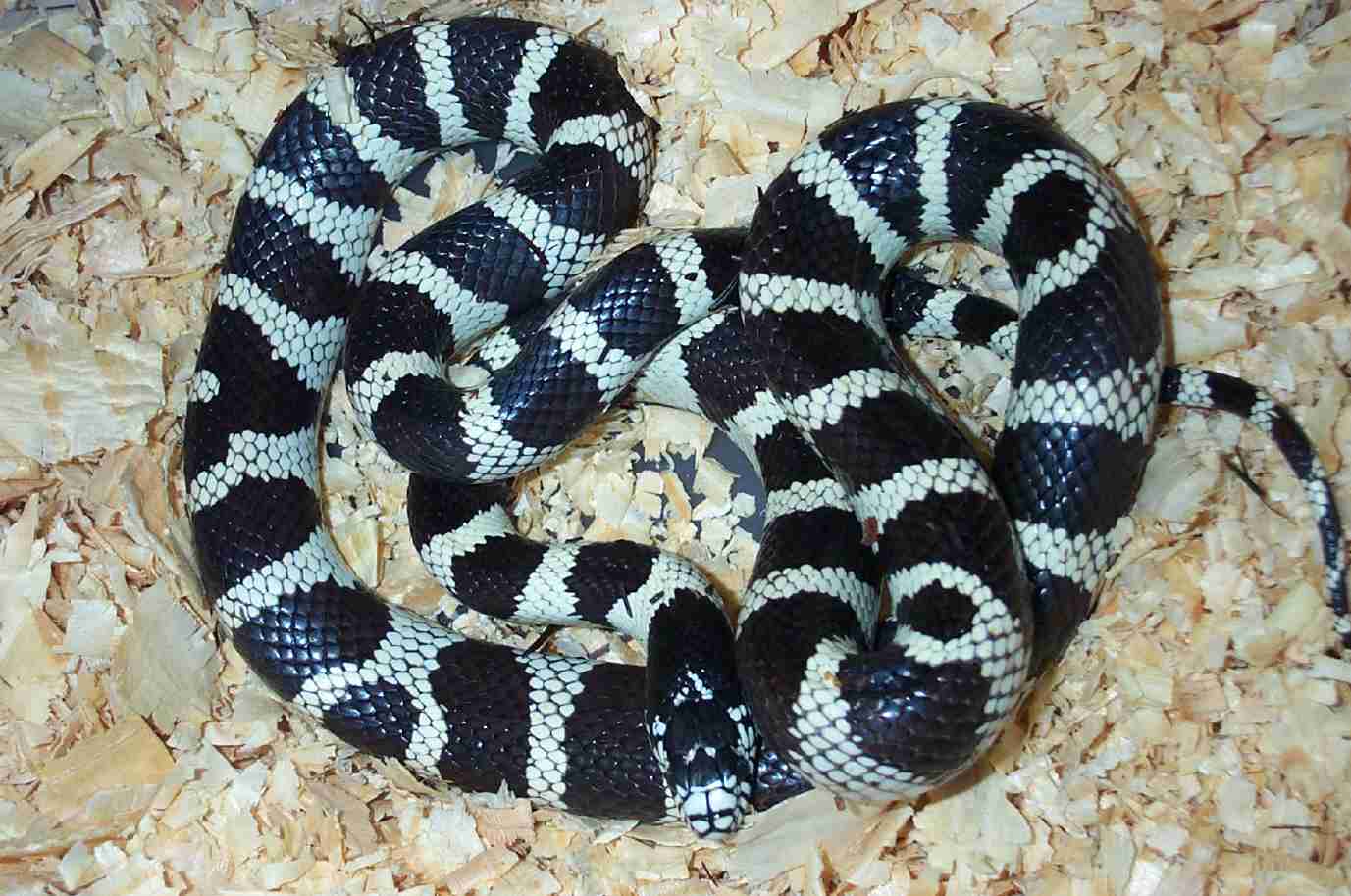 Desert Female Cal King