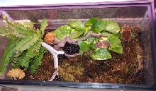Solomon Island Eyelash Frog Cage
