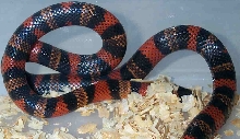 Male Tri-color hondo milk