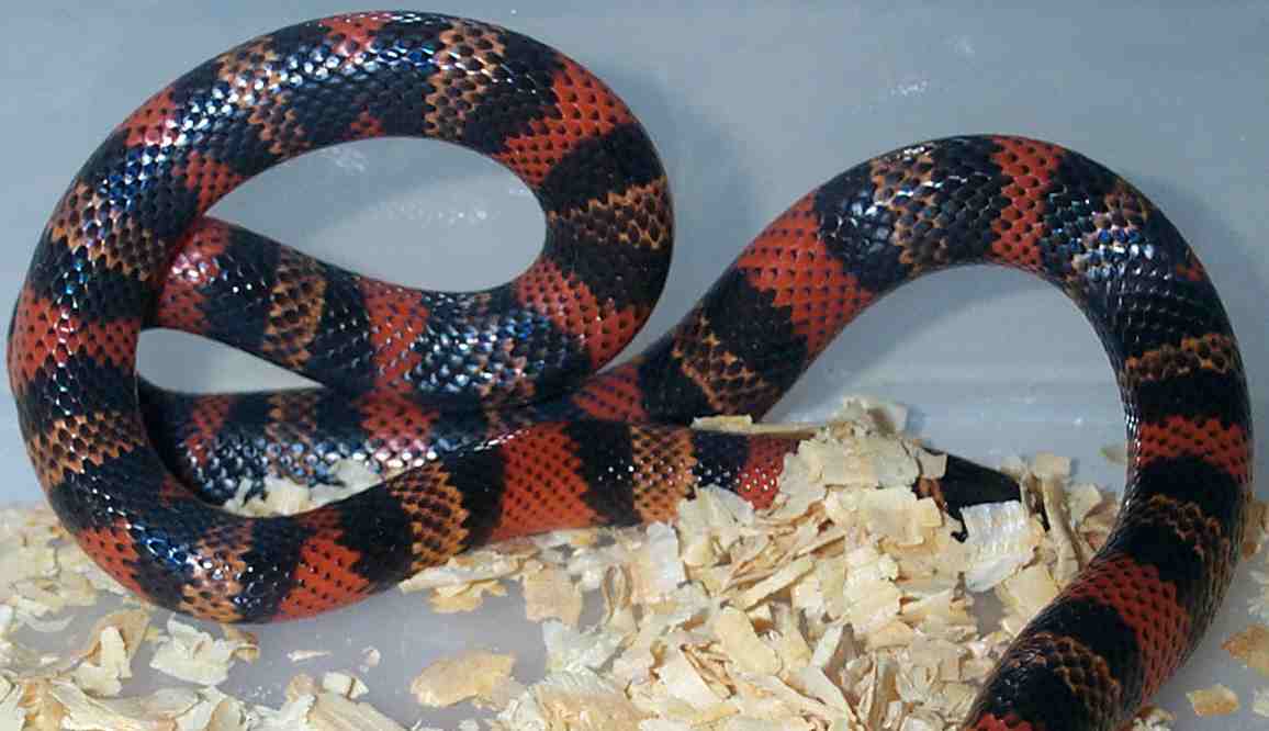 Male Tri-color hondo milk
