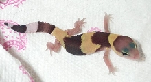 new baby fat tail