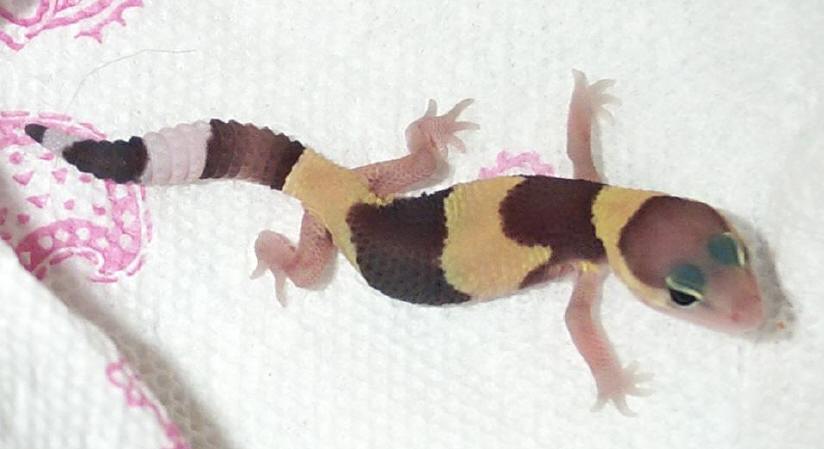 new baby fat tail