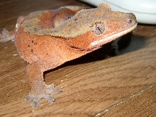Pongo